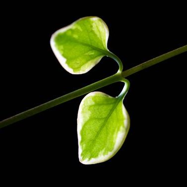 耶稣基督福音之美